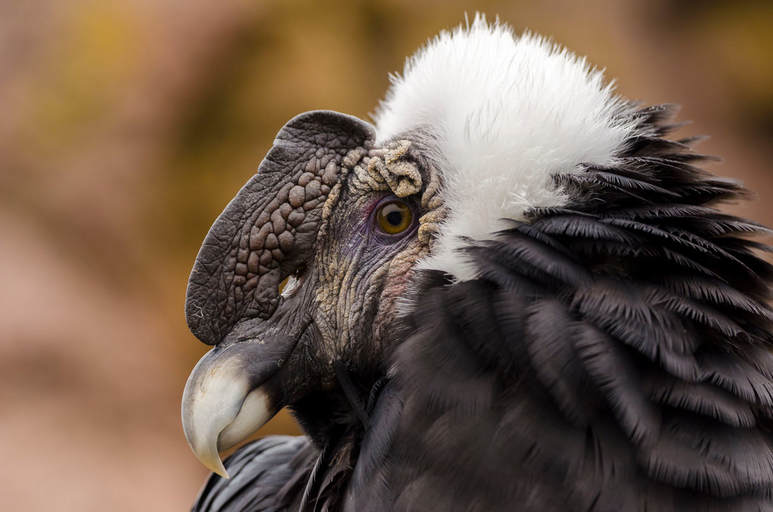 Condor andino (vulture griphus)
